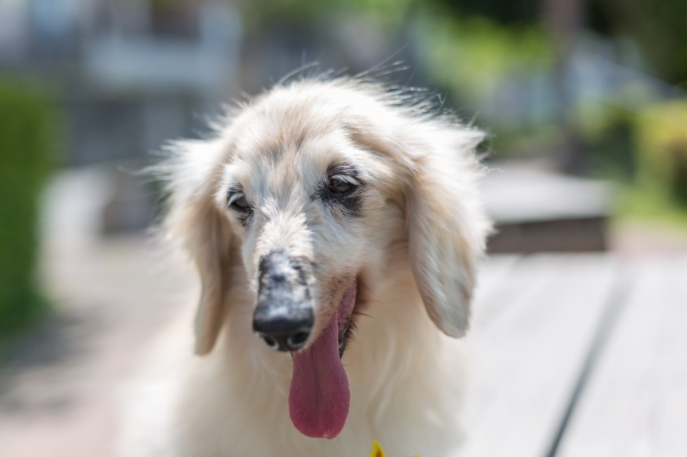 パピー＆シニアへの想い